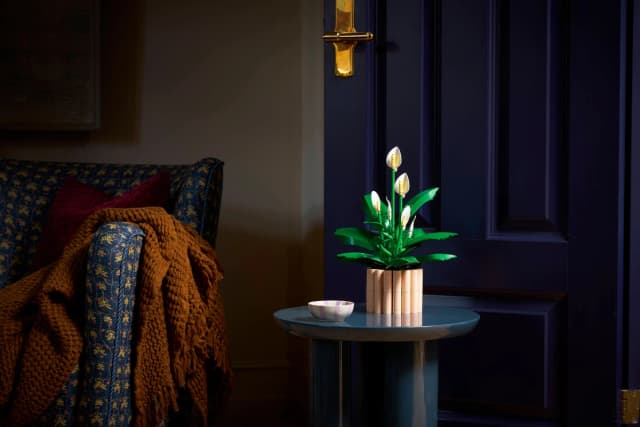 Peace Lily - Image 6