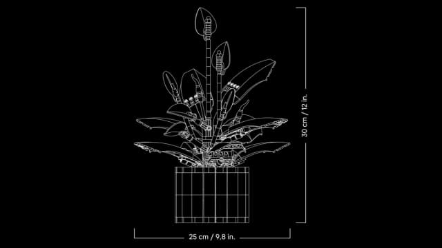 Peace Lily - Image 7