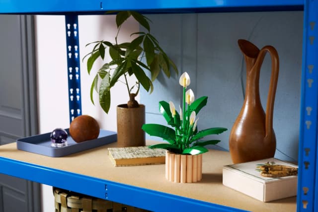 Peace Lily - Image 14