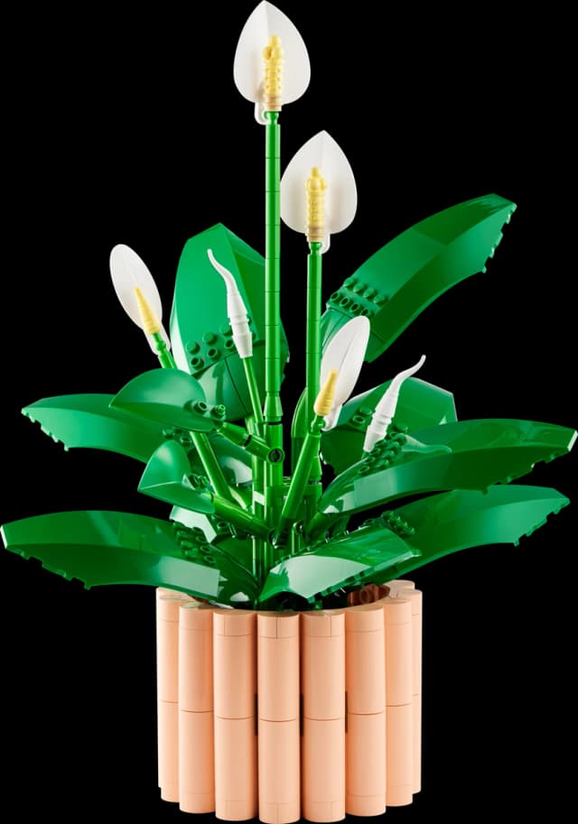 Peace Lily - Image 1