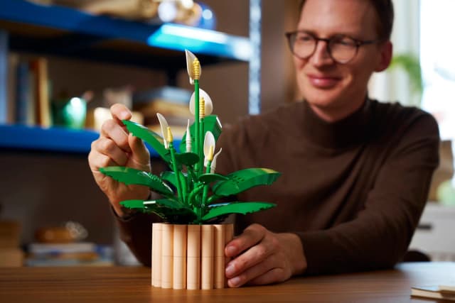 Peace Lily - Image 13