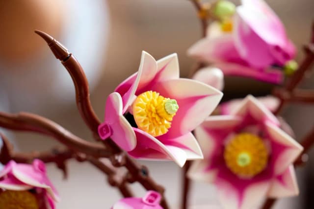 Magnolia Branches - Image 14