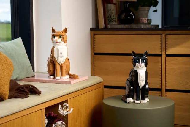 Orange Cat - Image 3