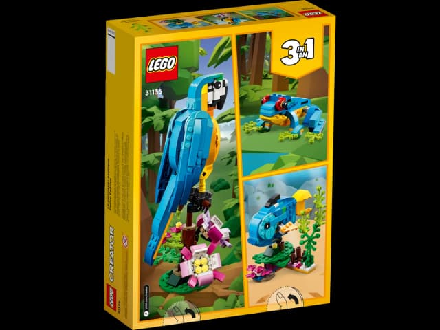 Exotic Parrot - Image 3