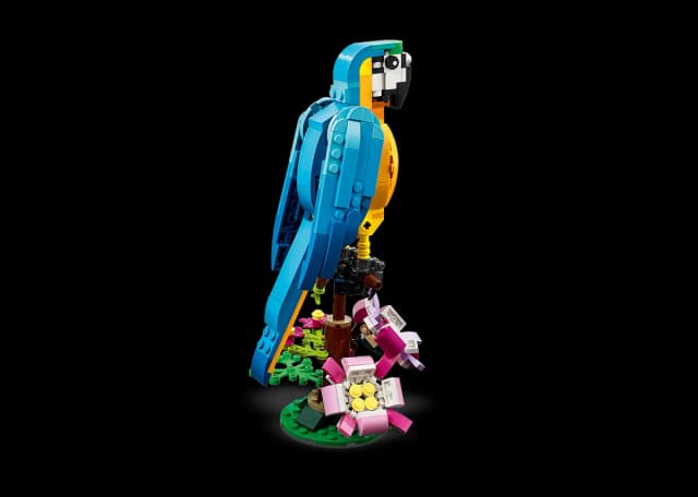 Exotic Parrot - Image 4
