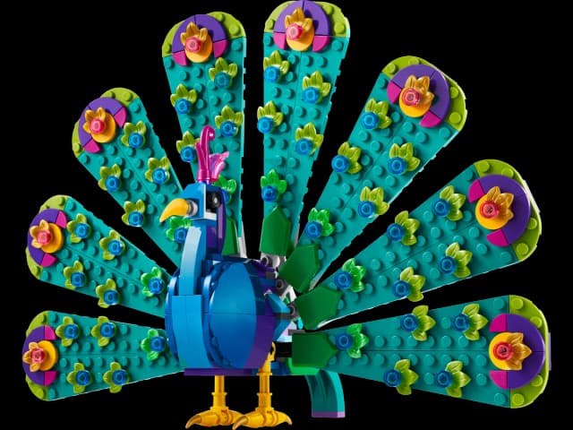 Exotic Peacock - Image 2