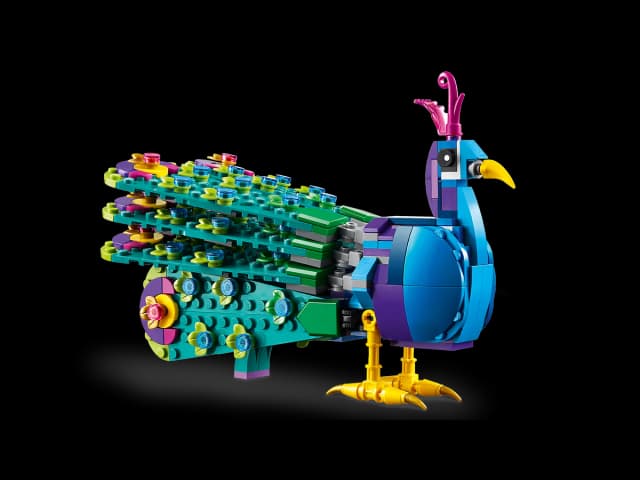 Exotic Peacock - Image 6