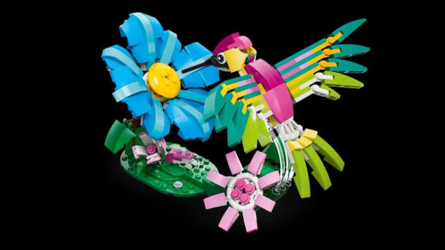 Wild Animals: Colorful Hummingbird - Image 13