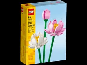 Lotus Flowers