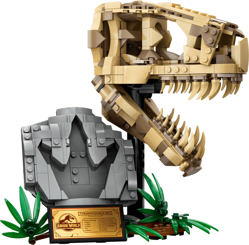 Dinosaur Fossils: T. rex Skull