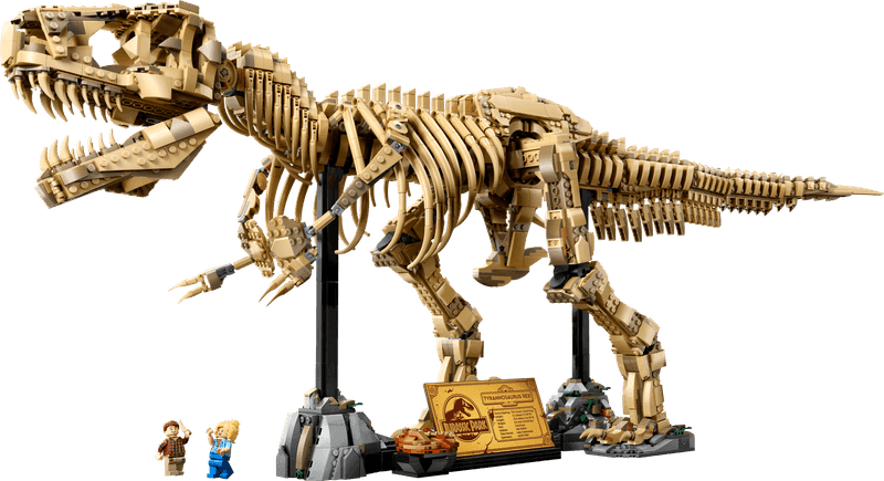 Dinosaur Fossils: Tyrannosaurus rex