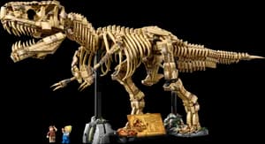 Dinosaur Fossils: Tyrannosaurus rex