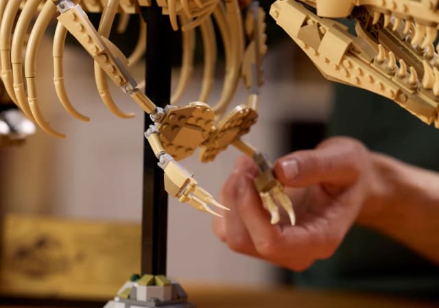 Dinosaur Fossils: Tyrannosaurus rex - Image 9