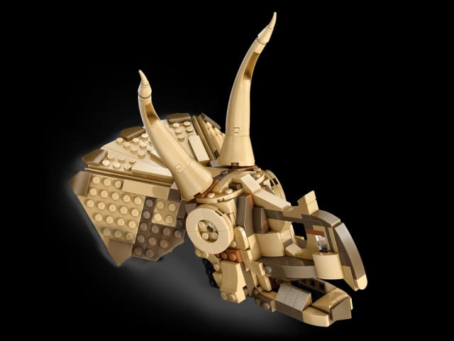 Dinosaur Fossils: Triceratops Skull - Image 7