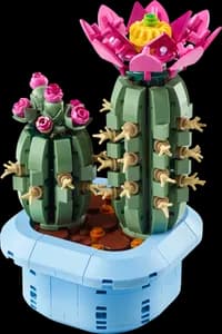 Flowering Cactus